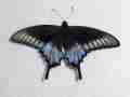 Papilio maackii Artificial Aberration (pupae fridge for about eight months) Aberration 0004a (Internet Image property of respective owner, non-commercial use only)